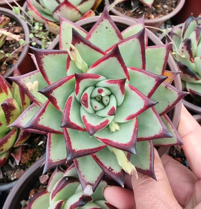 plant Aeonium Echeveria Haworthia  Caudex  Lithops Cactus  Agave 