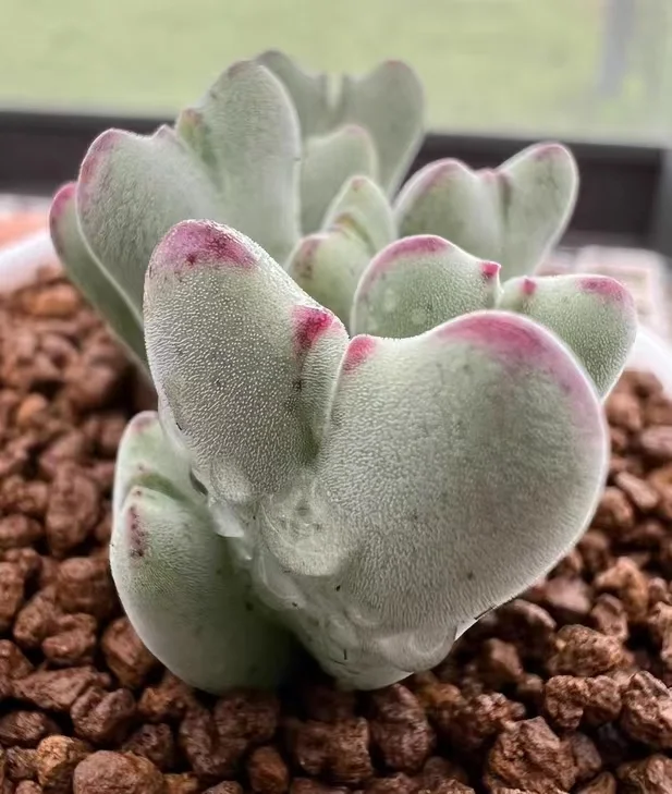 plant Aeonium Echeveria Haworthia  Caudex  Lithops Cactus  Agave 