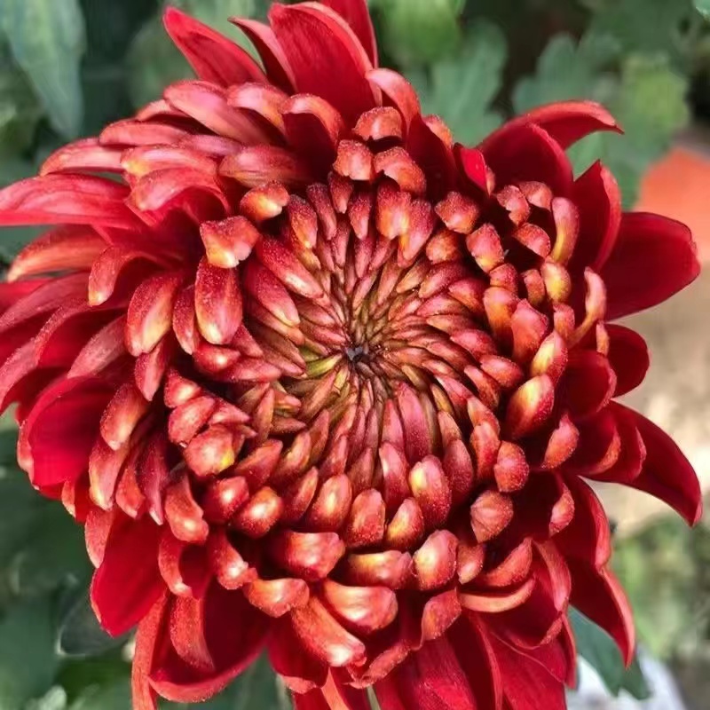 Beautiful Rare Golden Daisy🌻Easy