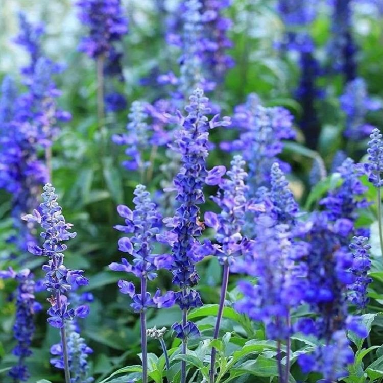 Blue Salvia Seeds for Planting - Salvia Garden Home Plant