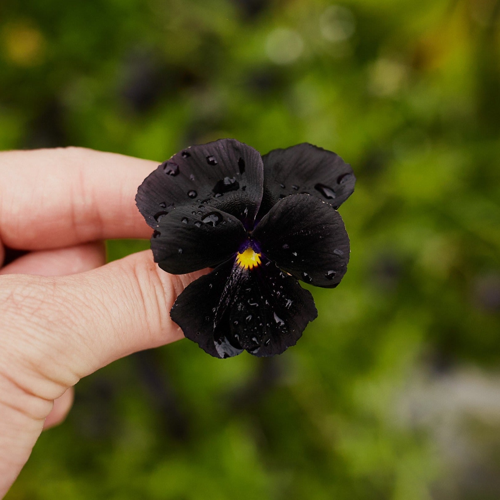 Viola Crystal Clear Black Pansy Flower | X 30 Seeds