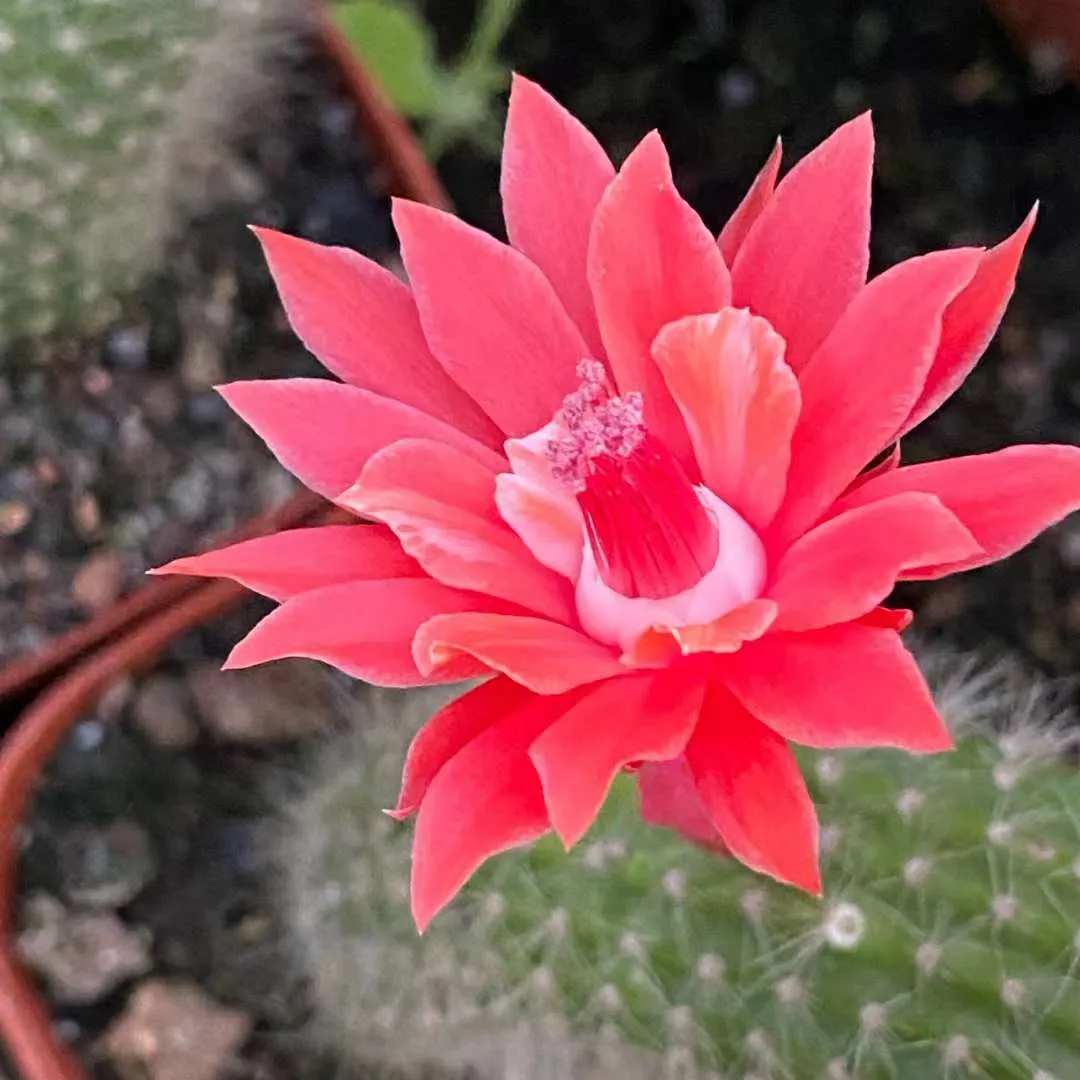 plant Aeonium Echeveria Haworthia  Caudex  Lithops Cactus  Agave 