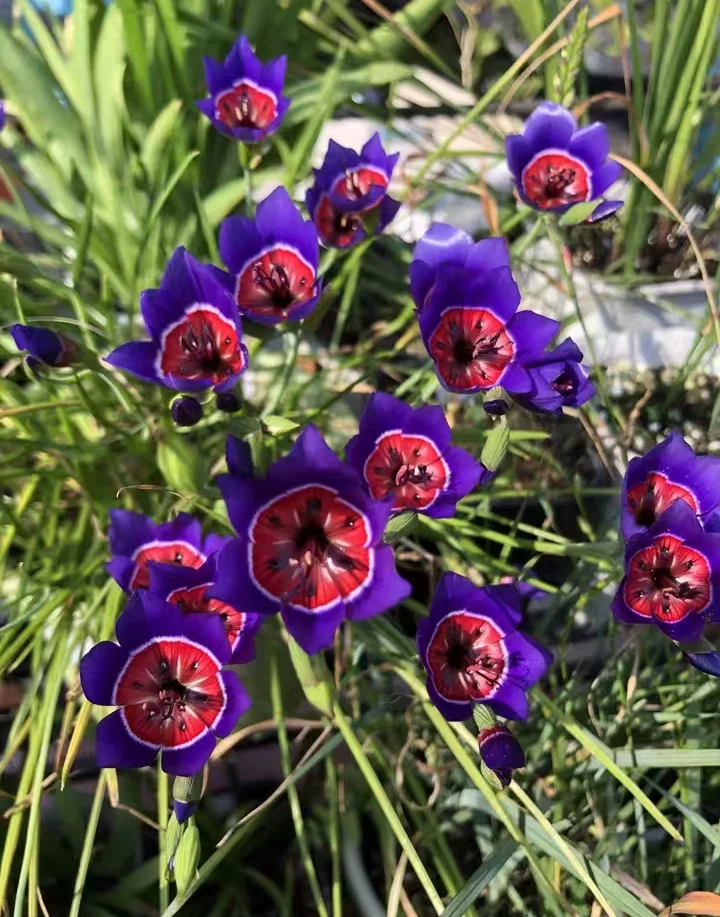 plant Aeonium Echeveria Haworthia  Caudex  Lithops Cactus  Agave 