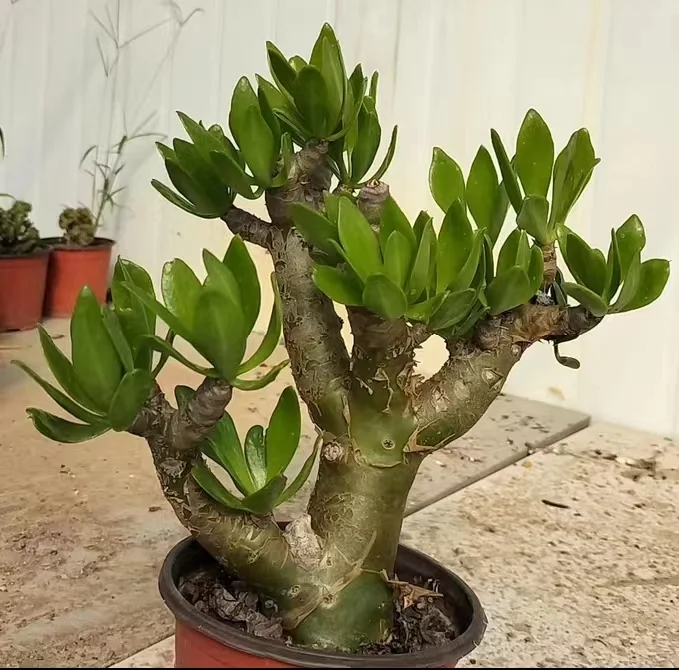 plant Aeonium Echeveria Haworthia  Caudex  Lithops Cactus  Agave 