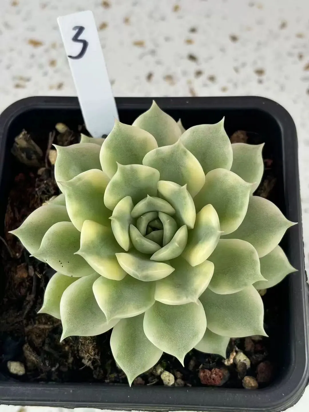 plant Aeonium Echeveria Haworthia  Caudex  Lithops Cactus  Agave 