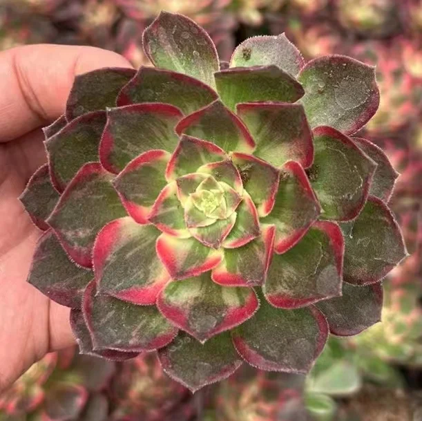 plant Aeonium Echeveria Haworthia  Caudex  Lithops Cactus  Agave 