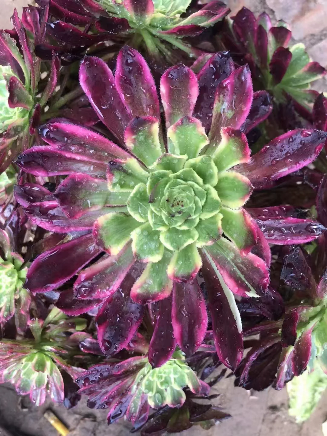 1043.  Blood waves single head and cutting/Aeonium single head and cutting/Aeonium plants/Succulent plants / Garden landscape / Carefully select healthy plants