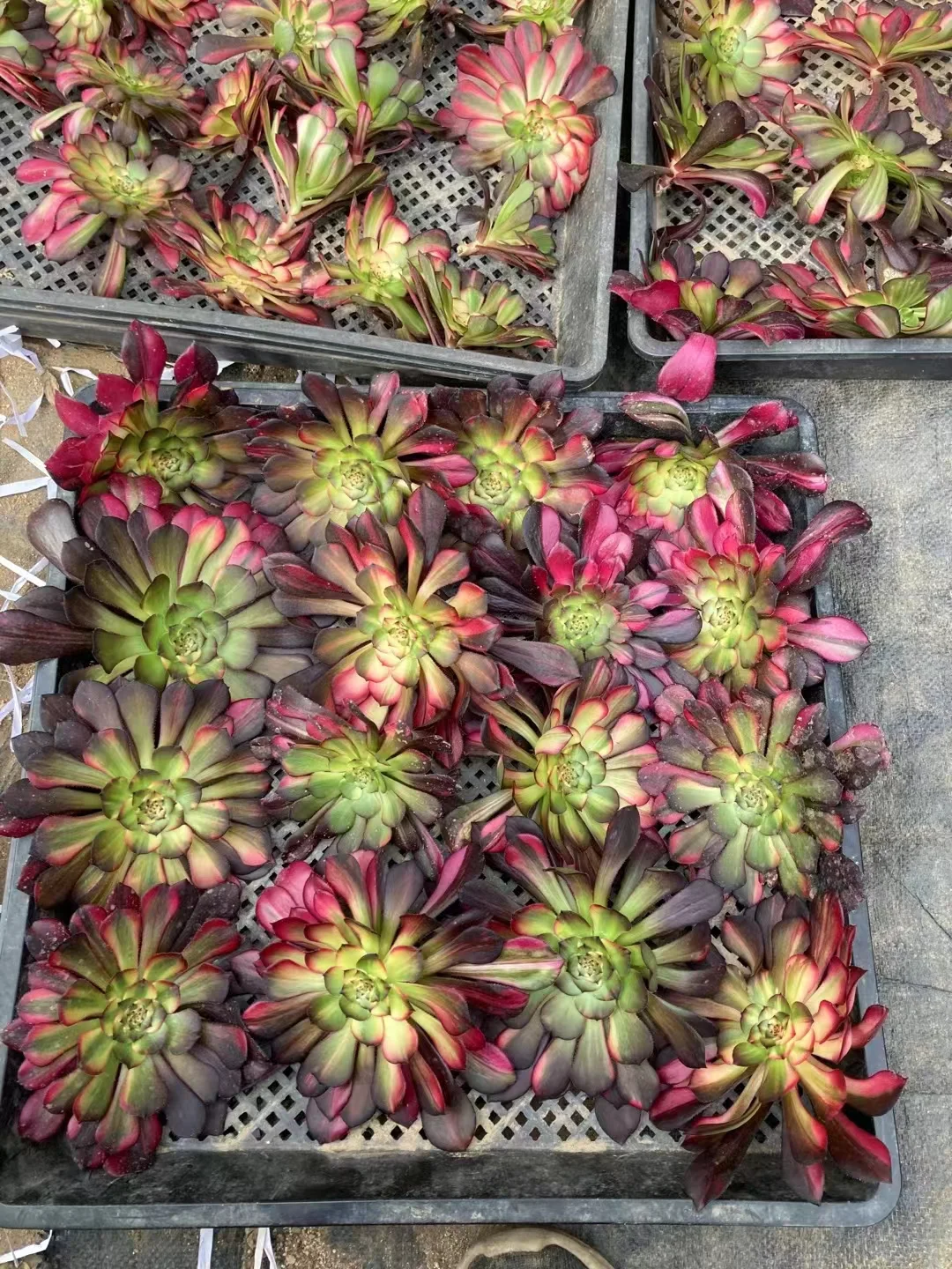 plant Aeonium Echeveria Haworthia  Caudex  Lithops Cactus  Agave 