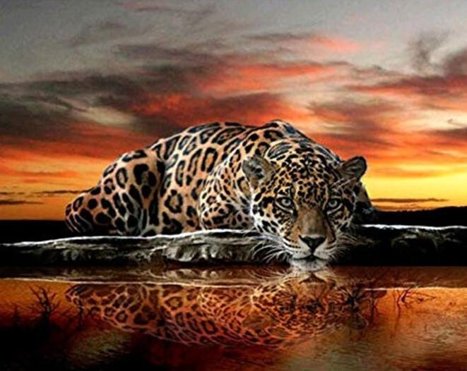 

Leopard Stare – Paint By Numbers - 40*50CM, 501 Original
