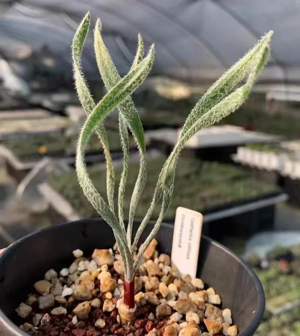 plant Aeonium Echeveria Haworthia  Caudex  Lithops Cactus  Agave 