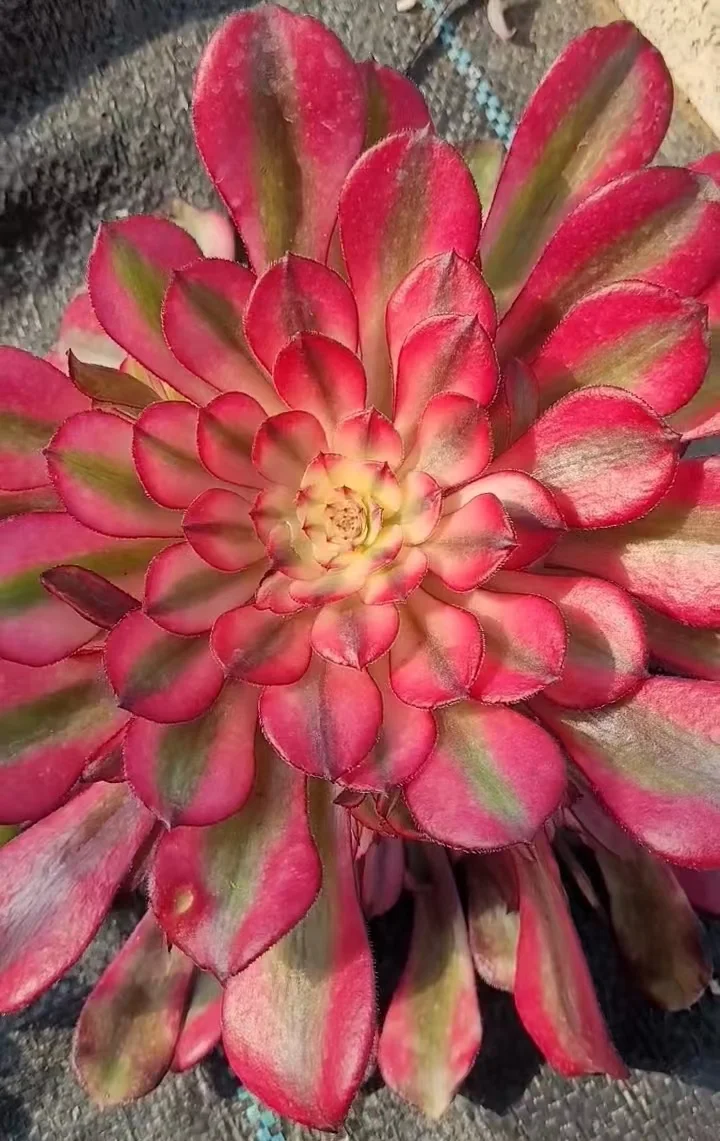 plant Aeonium Echeveria Haworthia  Caudex  Lithops Cactus  Agave 