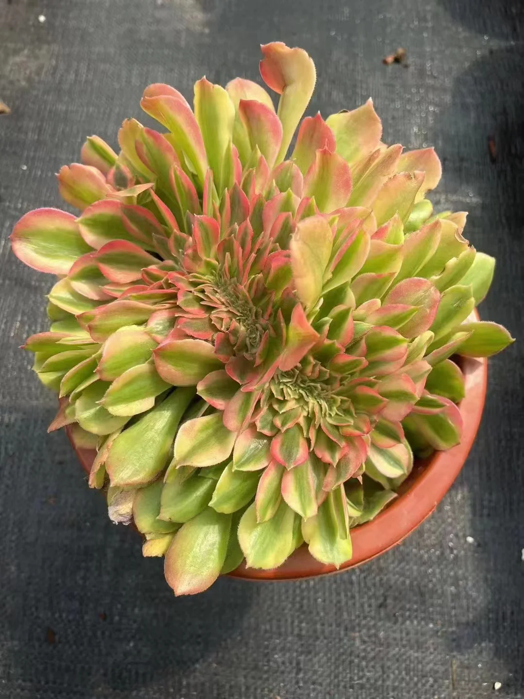 343.  Loki /Xiang fei crested  / Aeonium crested/ Aeonium plants / Garden landscape / Carefully select healthy plants