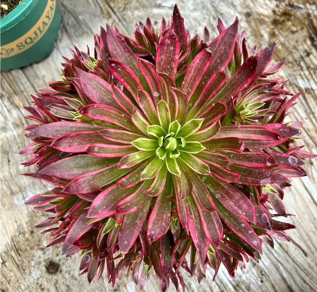 204.   Fenghuang brocade cluster 10-12cm/  Aeonium cluster/  Aeonium plants / Garden landscape / Carefully select healthy plants