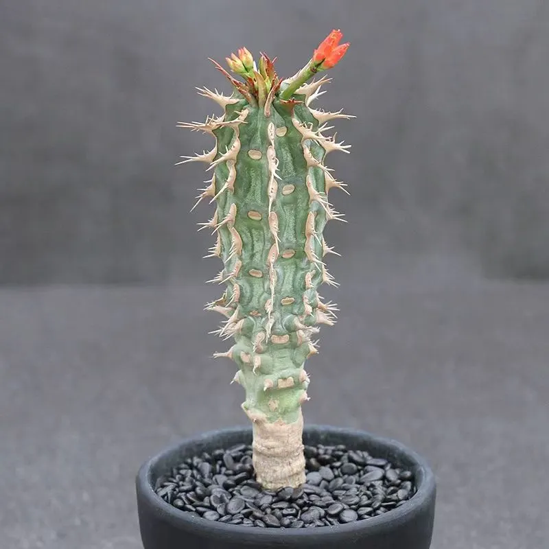 plant Aeonium Echeveria Haworthia  Caudex  Lithops Cactus  Agave 