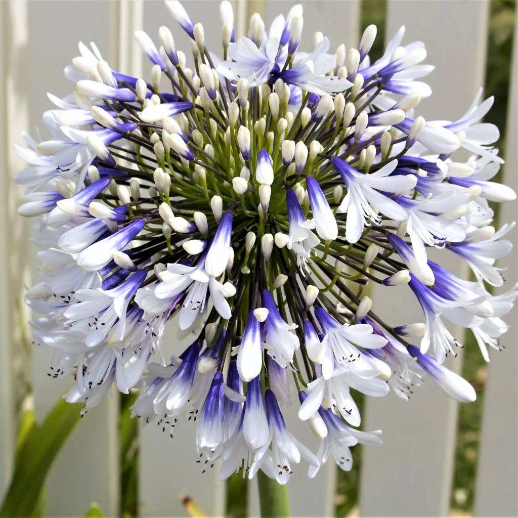 🔥Agapanthus africanus 'Pink' Jonyparkseed®