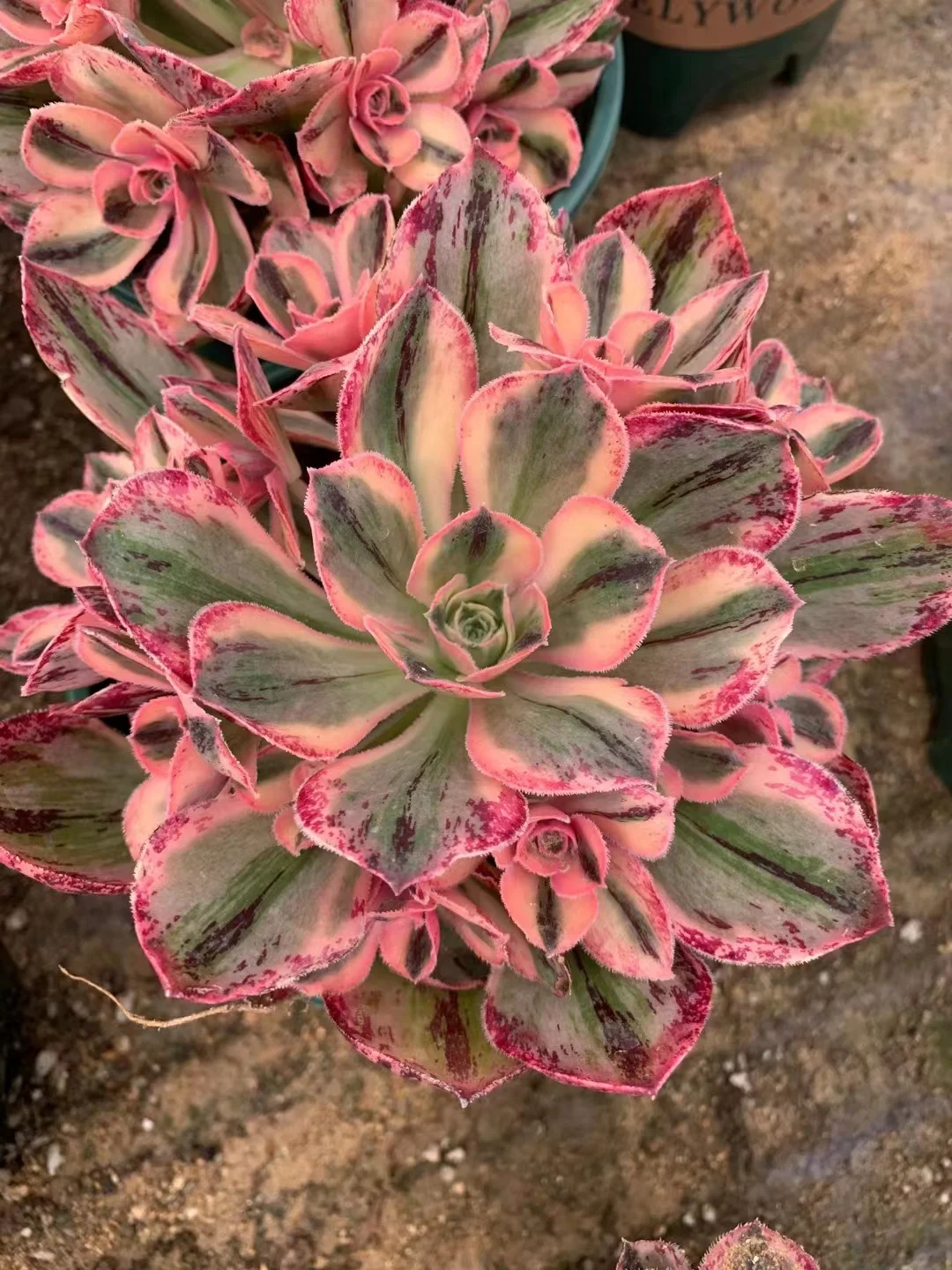 plant Aeonium Echeveria Haworthia  Caudex  Lithops Cactus  Agave 