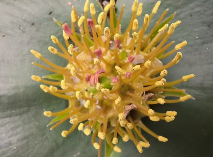 plant Aeonium Echeveria Haworthia  Caudex  Lithops Cactus  Agave 