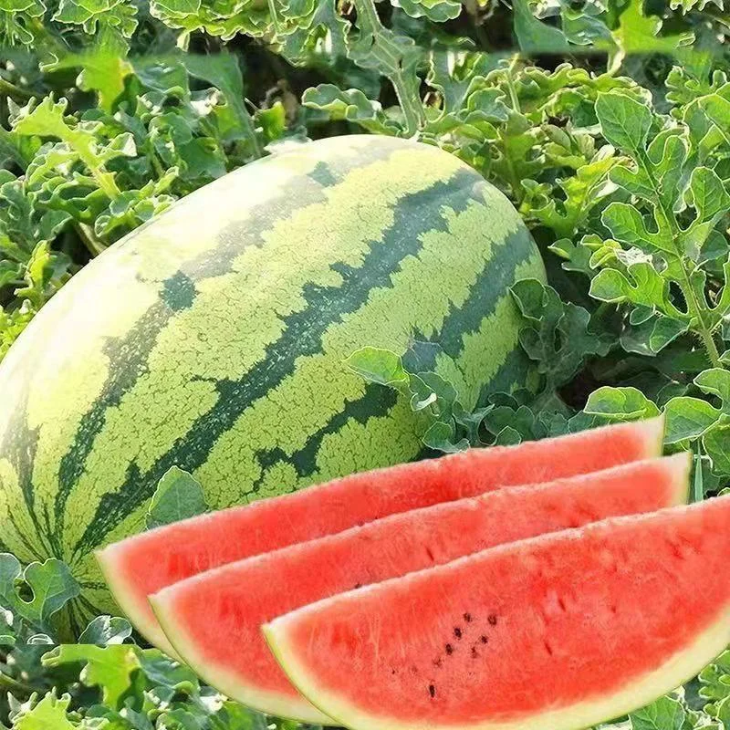 Watermelon Seeds - 2K Crispy