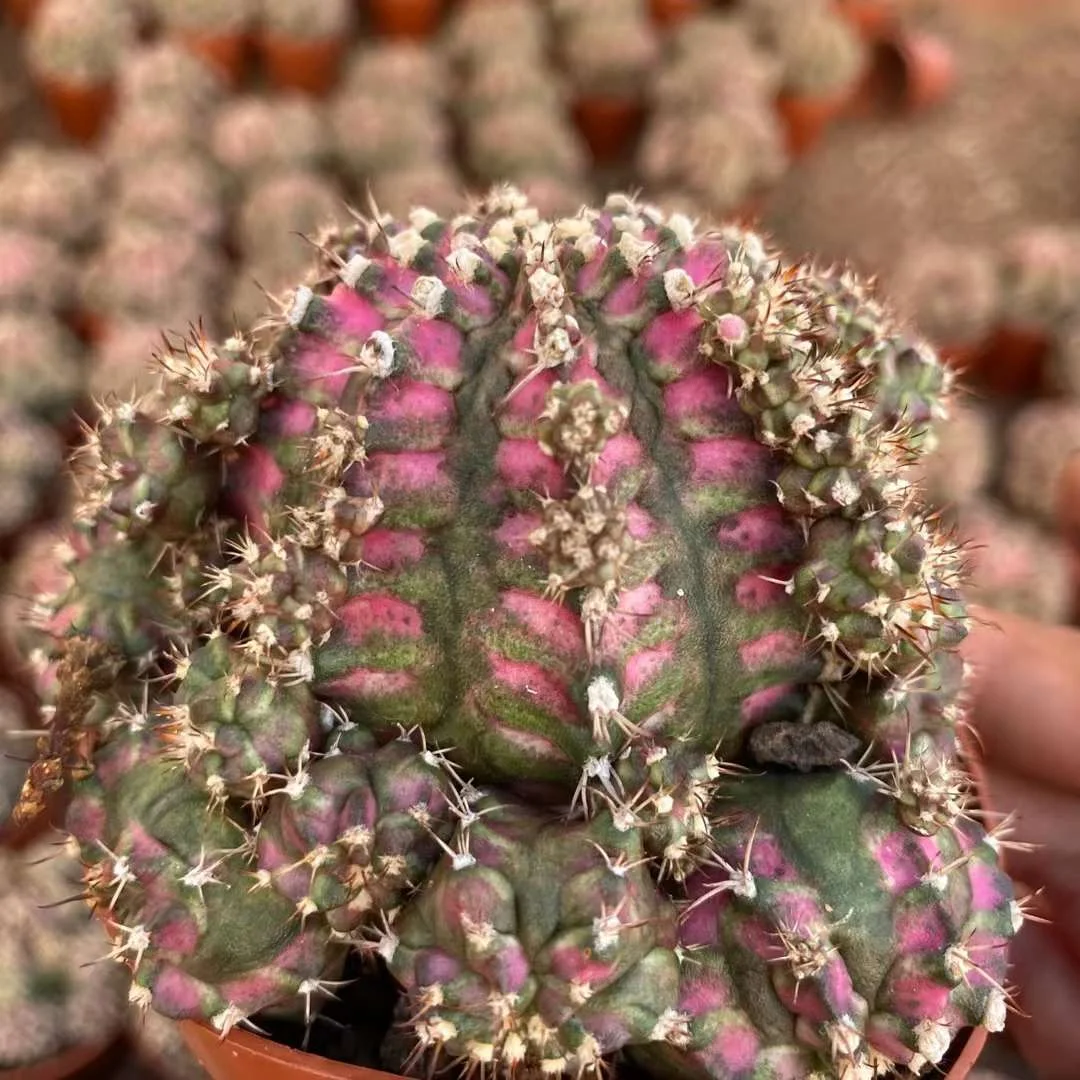 plant Aeonium Echeveria Haworthia  Caudex  Lithops Cactus  Agave 