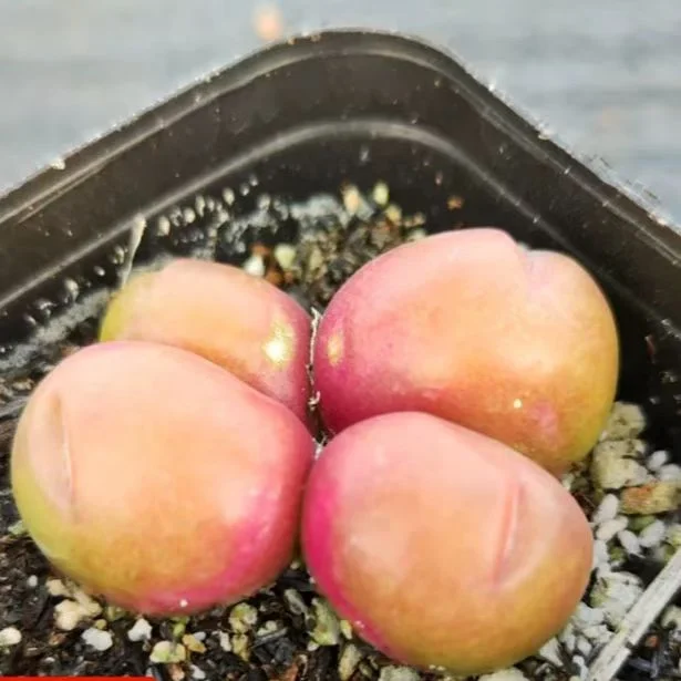 881.  Gibbaeum pilosulum,EA1276 cluster 4-5 heads  / Lithops and Conophytum  /  Succulent plants / Garden landscape / Carefully select healthy plants