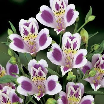 Alstroemeria Pulchra"Light pink“ Jonyparkseed®