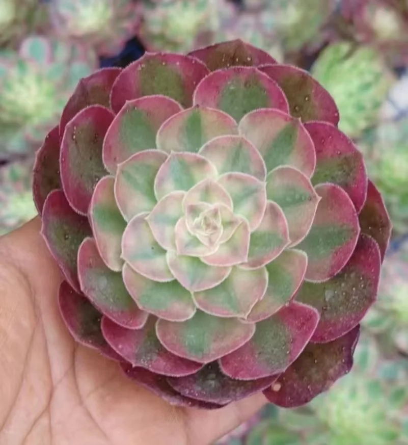 plant Aeonium Echeveria Haworthia  Caudex  Lithops Cactus  Agave 