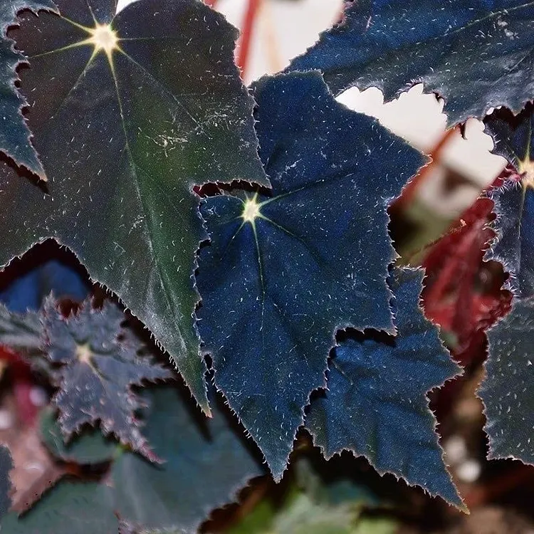 Black Swan Begonia