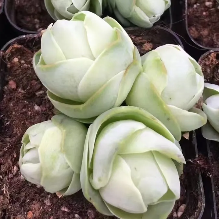 plant Aeonium Echeveria Haworthia  Caudex  Lithops Cactus  Agave 