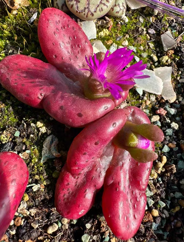 865. Diplosoma retroversum single head 1.5-2.5cm  / Lithops and Conophytum  /  Succulent plants / Garden landscape / Carefully select healthy plants