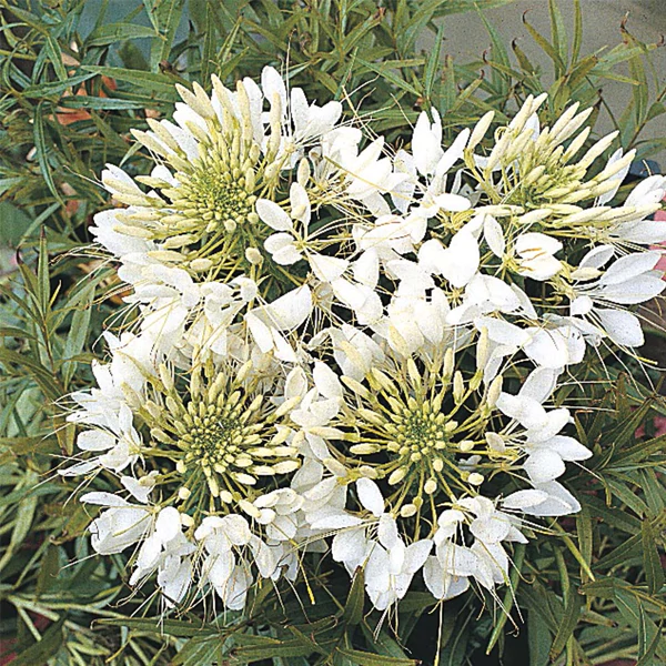Giant White Queen Cleome Flower Seeds Jonyparkseed®