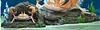 1/20 Scale World Zukan Goldeen Set & Kingler Set & Vaporeon & Psyduck Set - Pokemon Resin Statue - VS Studio