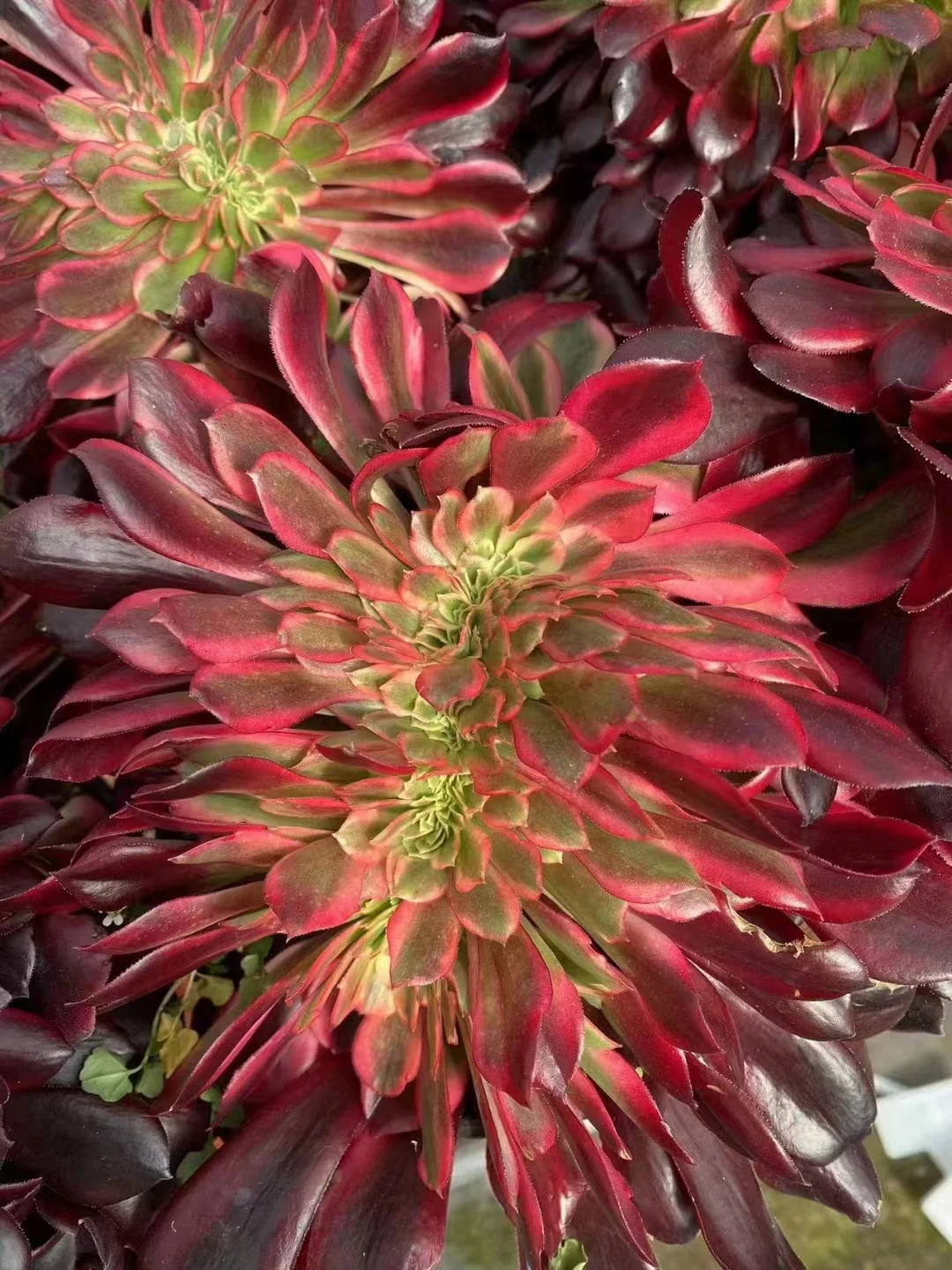 plant Aeonium Echeveria Haworthia  Caudex  Lithops Cactus  Agave 