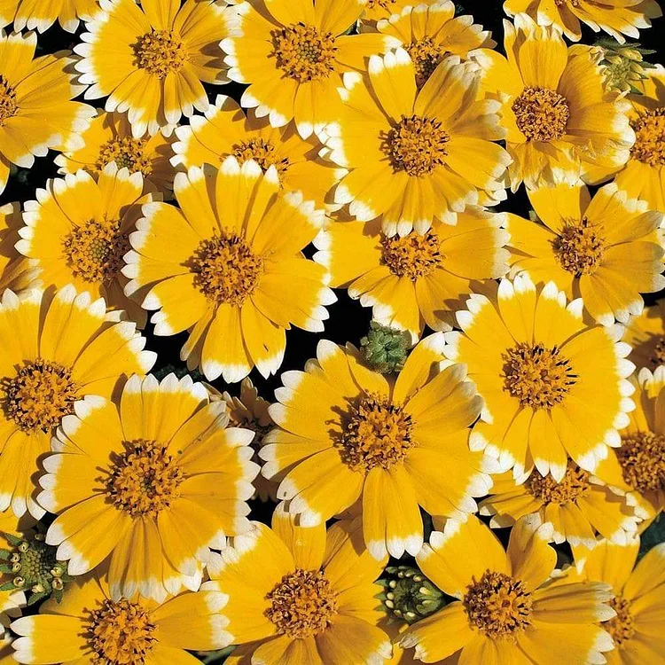 Tidy Tips (Layia Platyglossa) Seeds Great for butterfly and hummingbird gardens!
