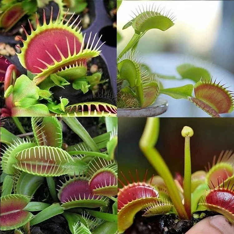 VENUS FLYTRAP SEEDS, PLANT SEEDS, INSECTIVOROUS PLANT, 100 SEEDS