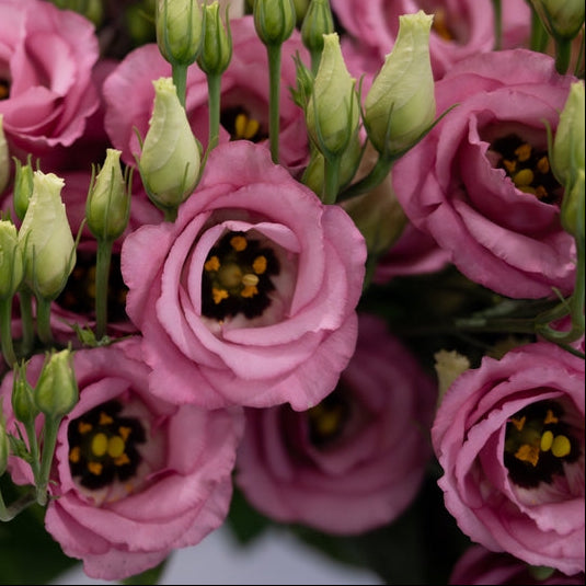 Lisianthus Celeb 1 Rouge Flower | X 20 Seeds (NOT TO WA)