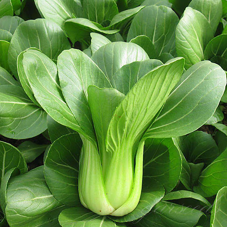 🥗Little Bok Choy Seeds-Can Be Planted Year-Round