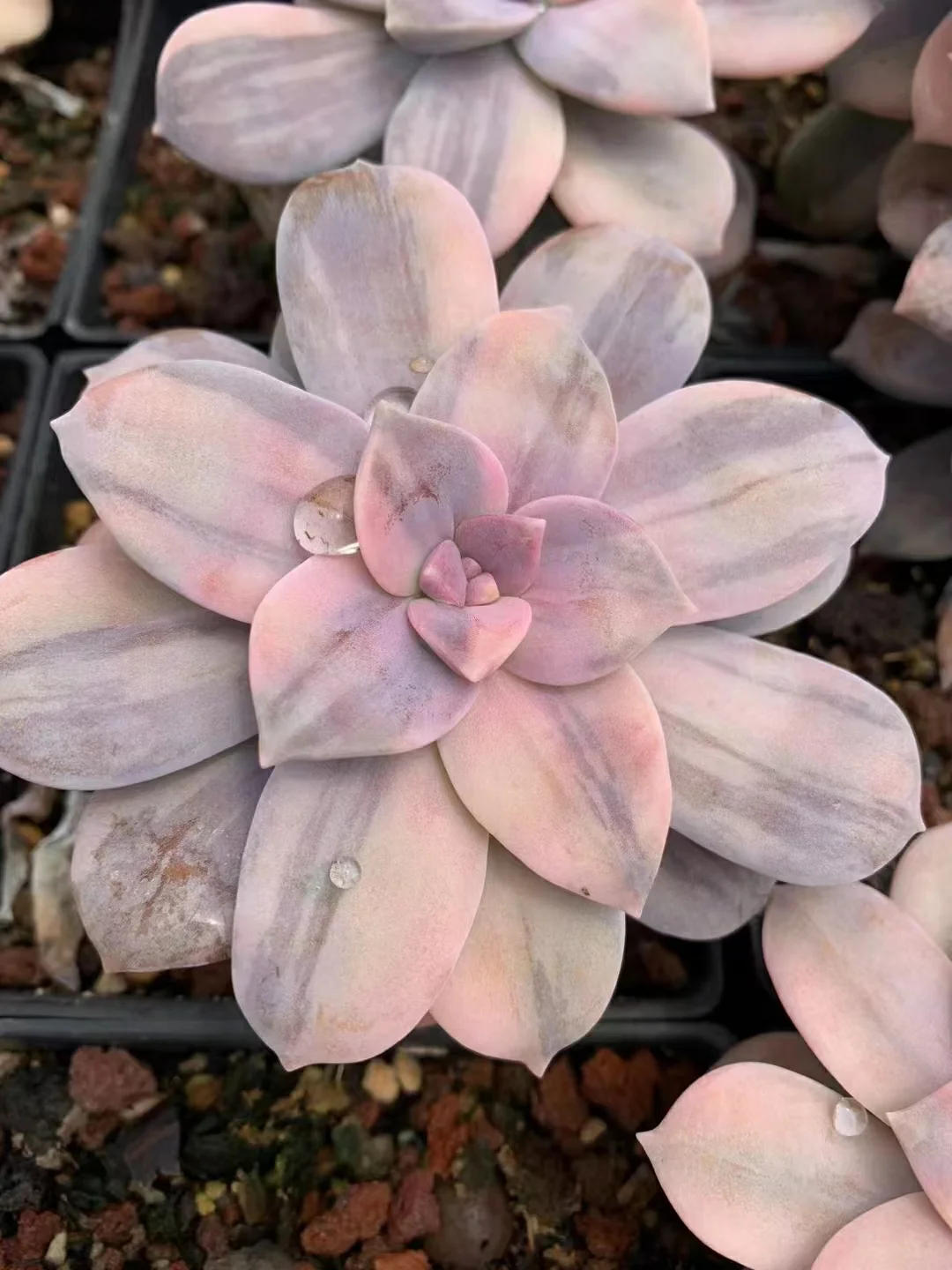 plant Aeonium Echeveria Haworthia  Caudex  Lithops Cactus  Agave 