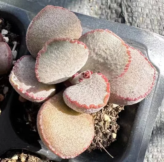 916. Crinkle Adromishus 3-4cm/Caudex/Succulent plants/Garden landscape / Carefully select healthy plants