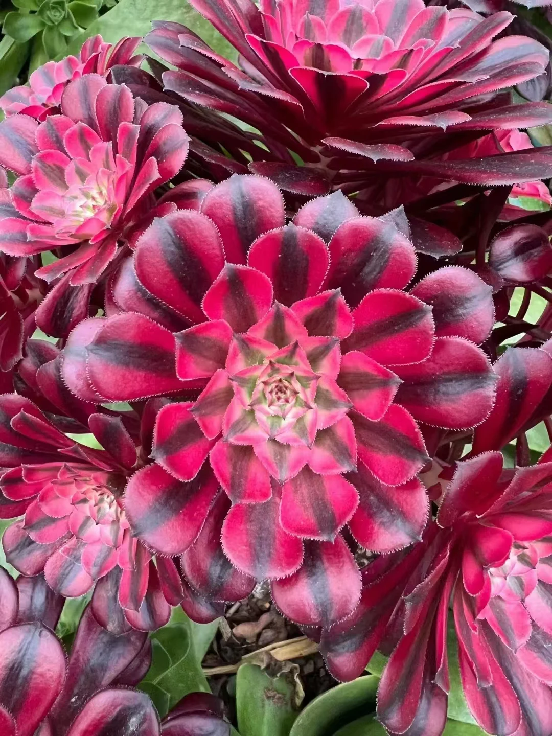 plant Aeonium Echeveria Haworthia  Caudex  Lithops Cactus  Agave 