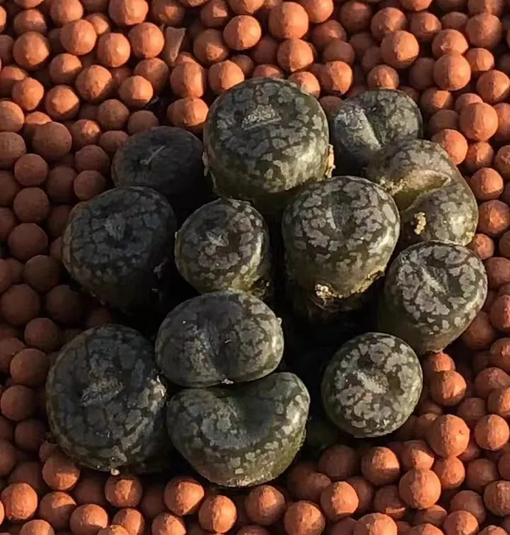 plant Aeonium Echeveria Haworthia  Caudex  Lithops Cactus  Agave 