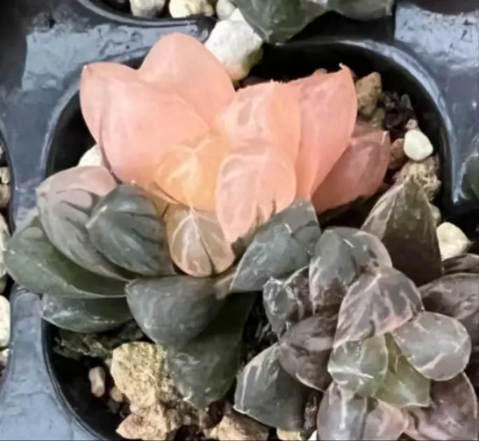 plant Aeonium Echeveria Haworthia  Caudex  Lithops Cactus  Agave 