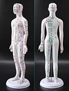 Acupuncture Point Human Body Model Meridian Acupoint Model