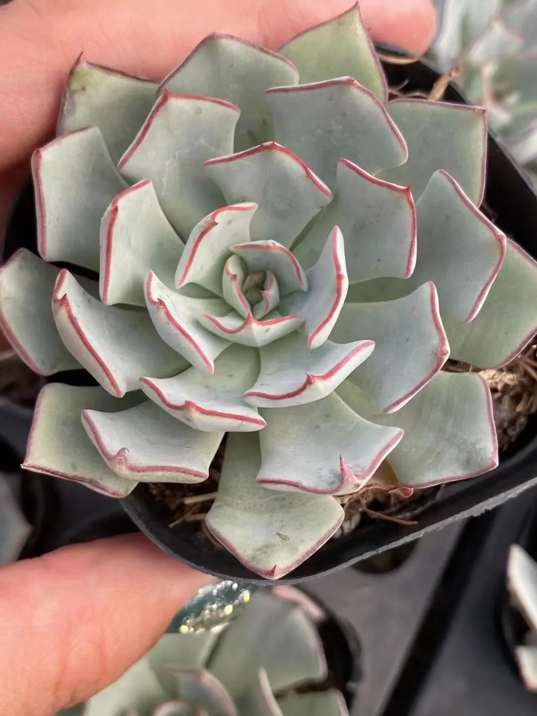 plant Aeonium Echeveria Haworthia  Caudex  Lithops Cactus  Agave 
