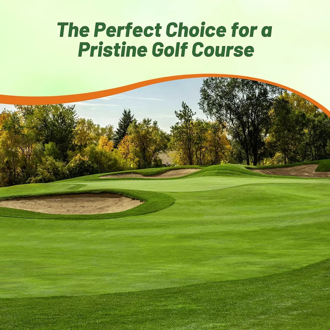 V8 Creeping Bent Grass