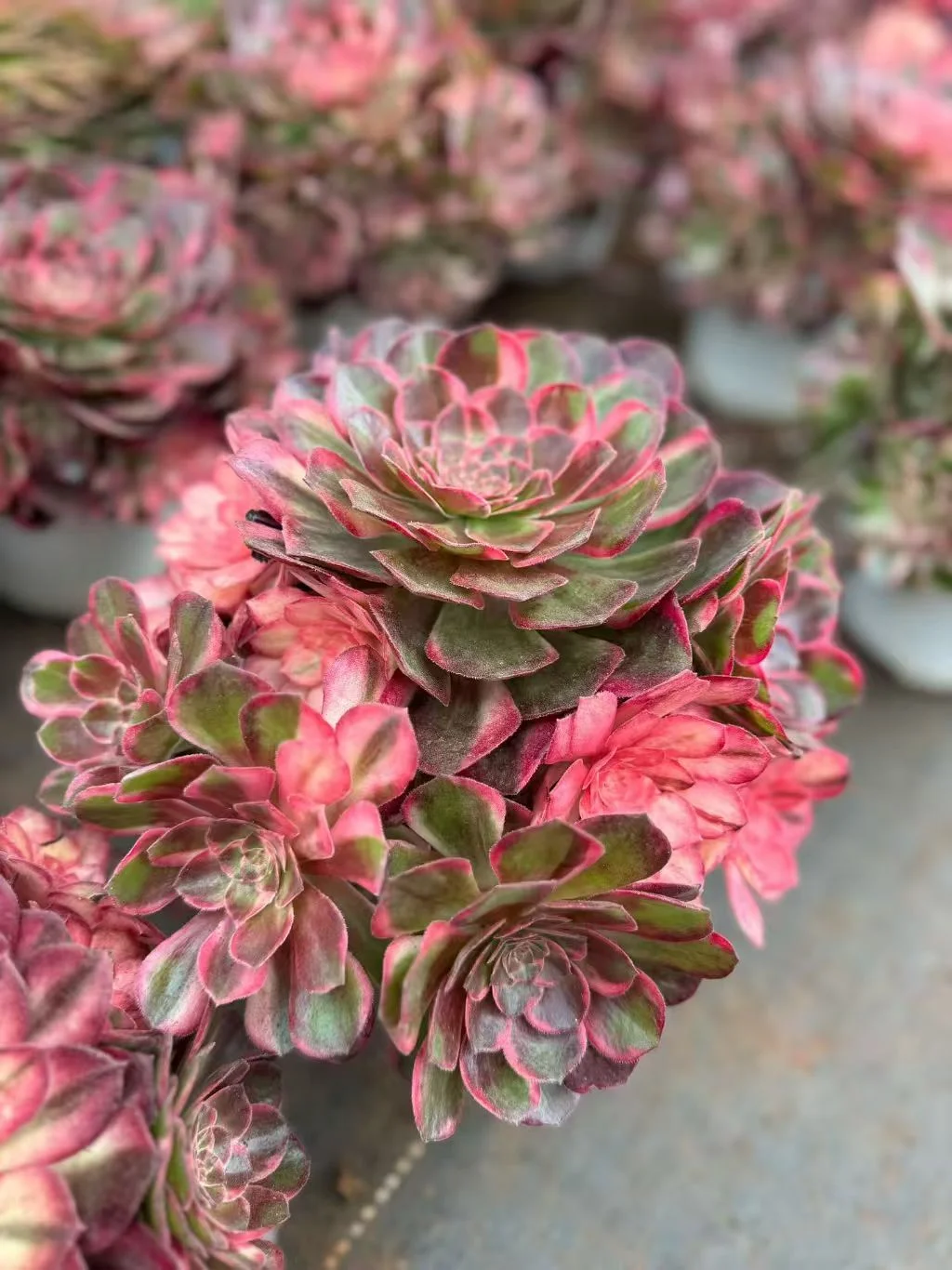 plant Aeonium Echeveria Haworthia  Caudex  Lithops Cactus  Agave 