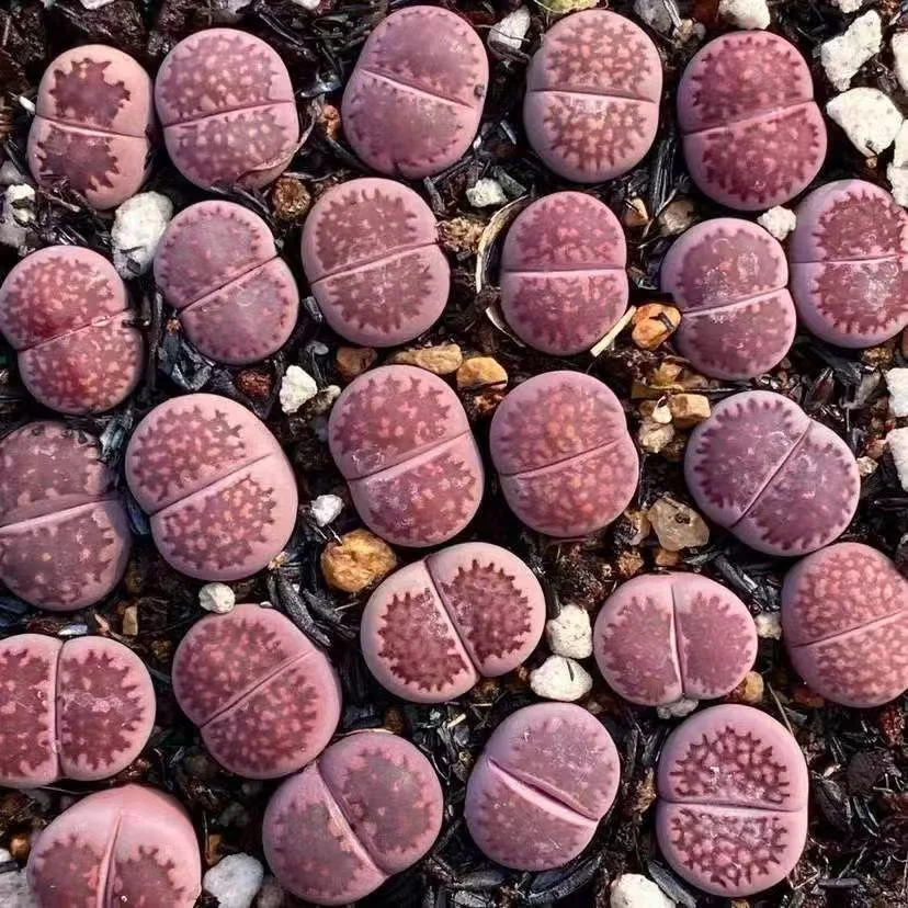 plant Aeonium Echeveria Haworthia  Caudex  Lithops Cactus  Agave 