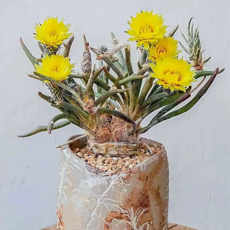 plant Aeonium Echeveria Haworthia  Caudex  Lithops Cactus  Agave 