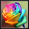 Colorful  Roses  | Full Round Diamond Painting Kits