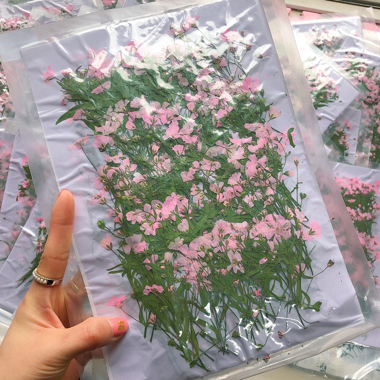 Gypsophila Dried Flower Package