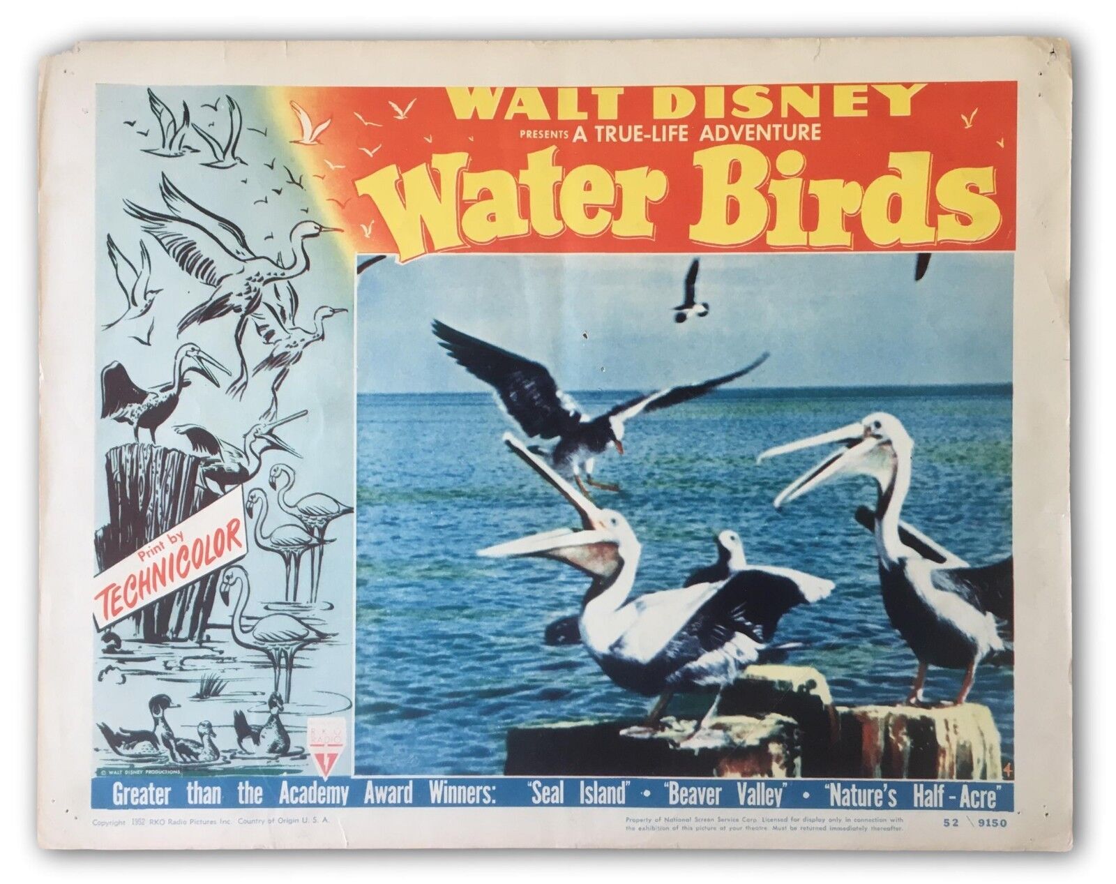 Water Birds